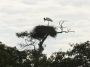 Day04 - 34 * Jabiru Stork on its nest